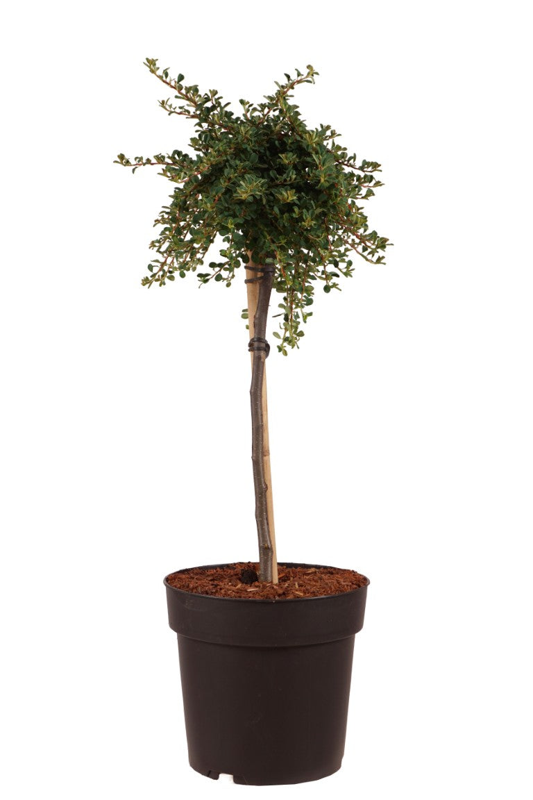 Oxbär congestus - 60 CM STEM C5/P23