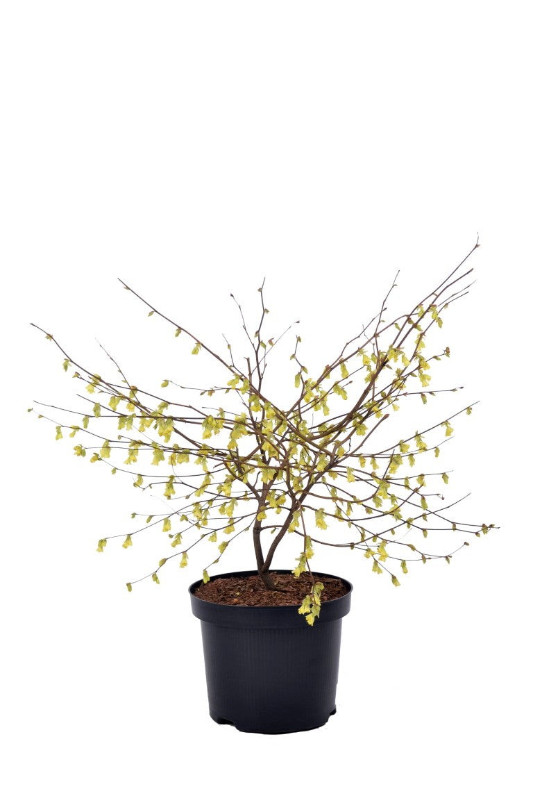 Vårhassel pauciflora - C4/P21 40-60 CM