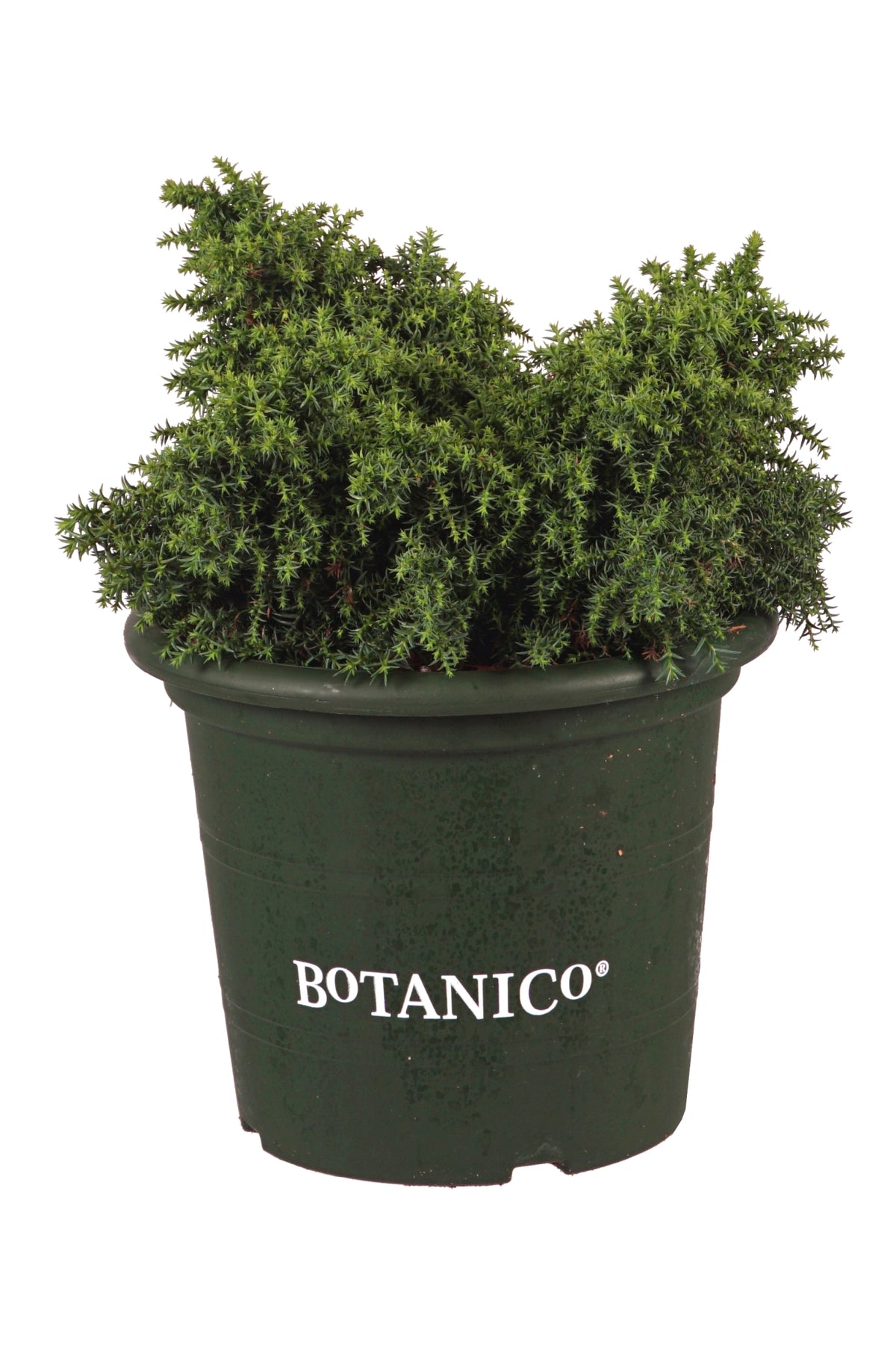 Cryptomeria j. &