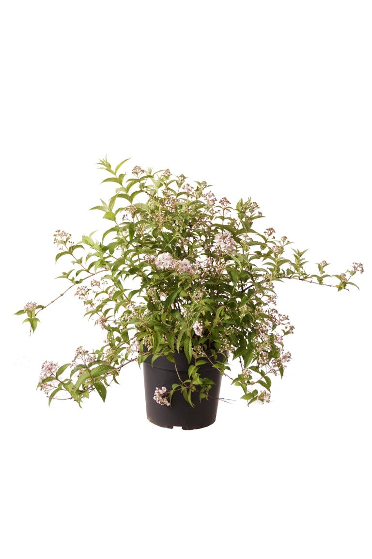 Deutzia compacta &