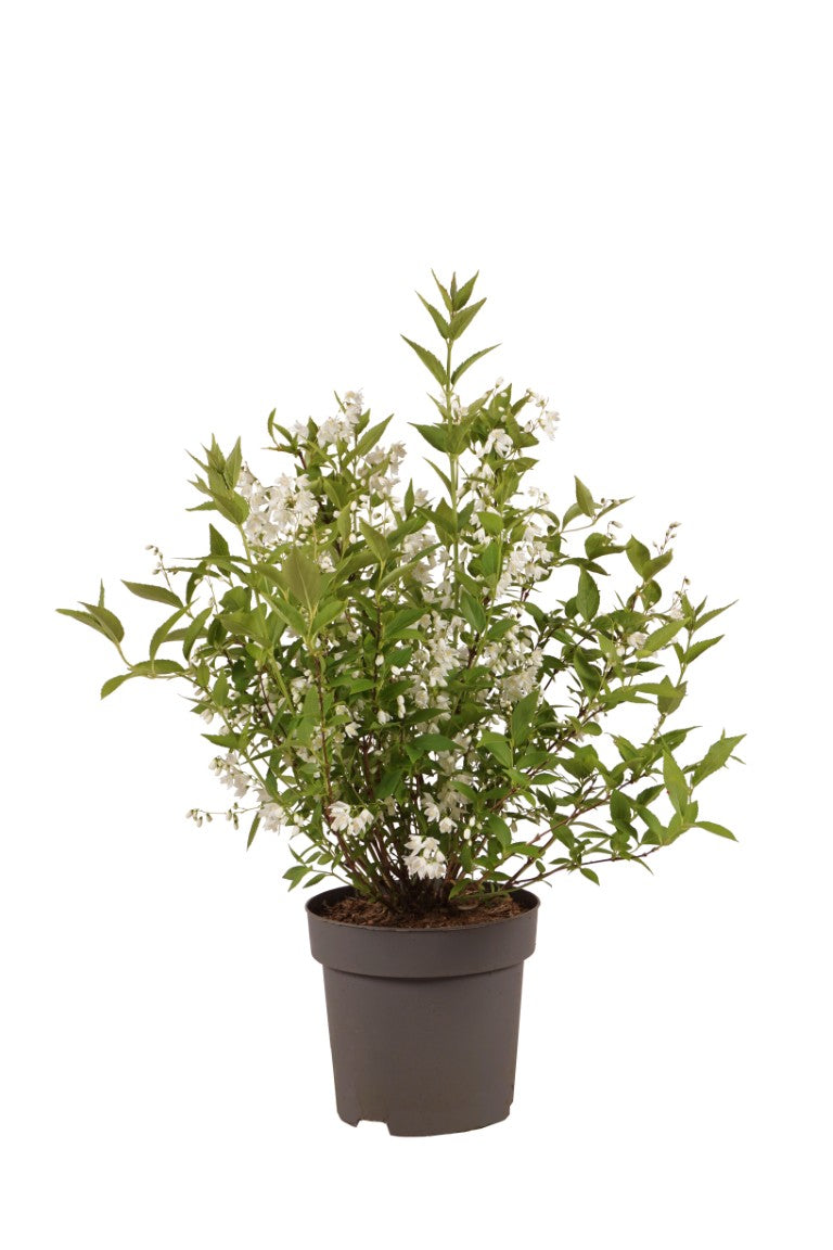 Deutzia gracilis - C3/P19 30-40 CM