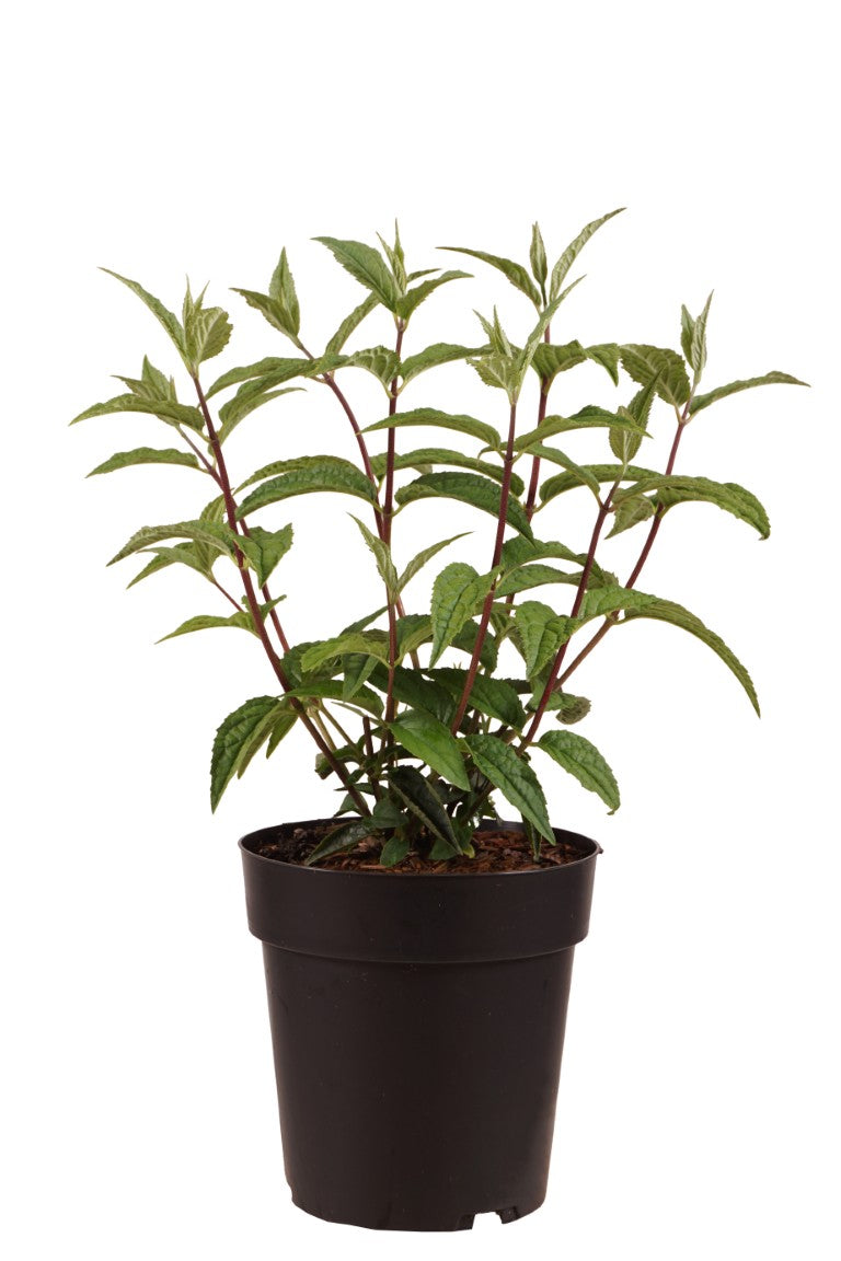 Deutzia hybrida &