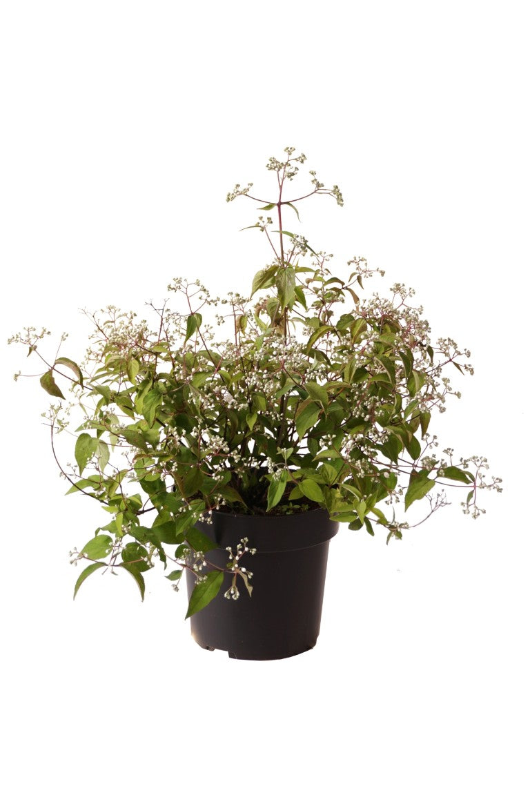 Deutzia setchuenensis corymbiflora - C5/P23 50-60 CM