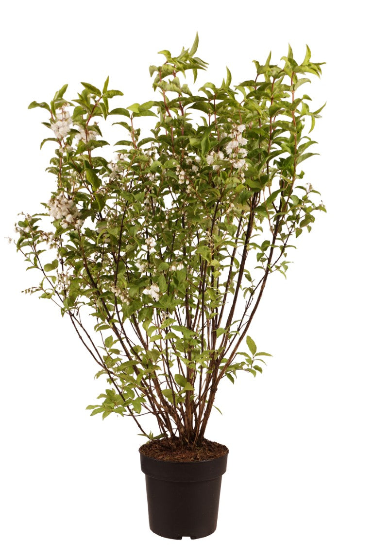 Deutzia scabra &
