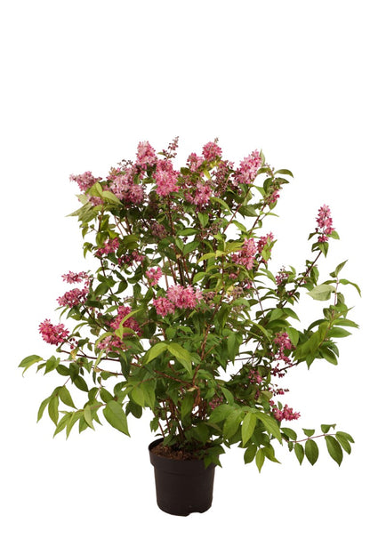 Deutzia &