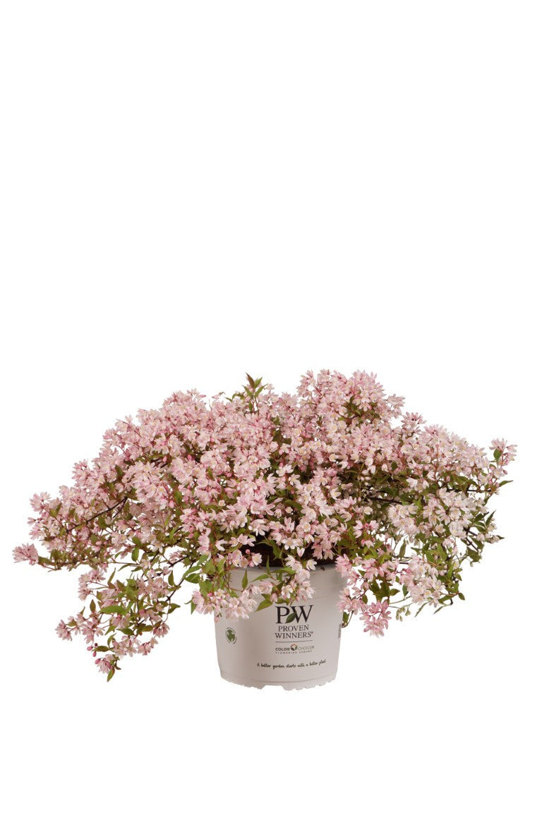 Deutzia Yuki &