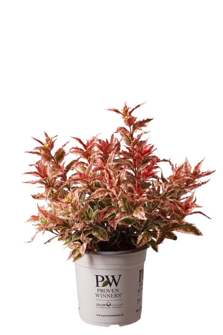 Getved KODIAK® Mix - C5/P23 30-40 CM