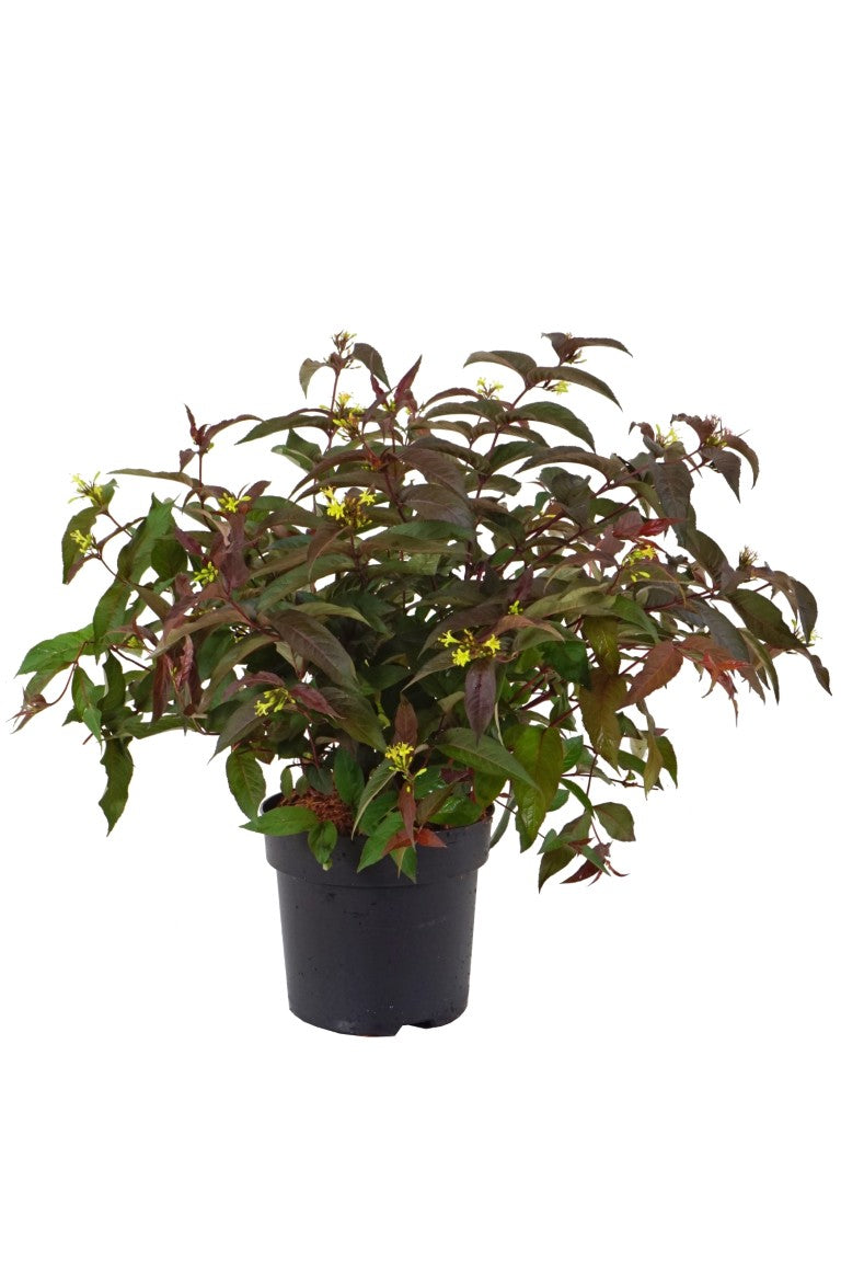 Diervilla splendens &