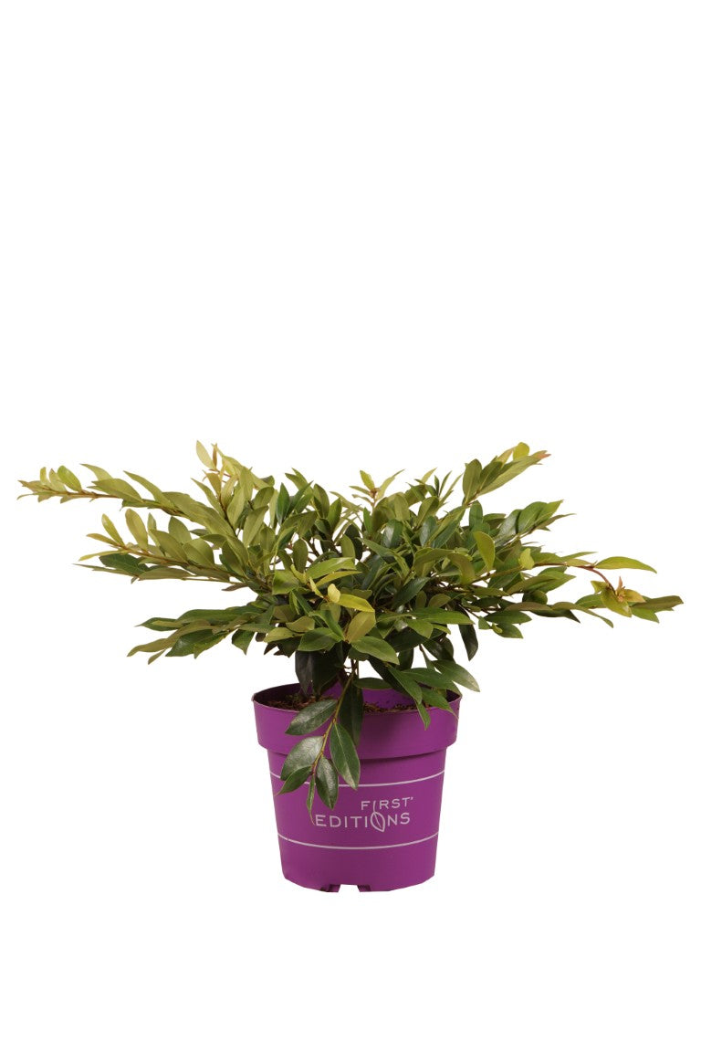 Distylium &