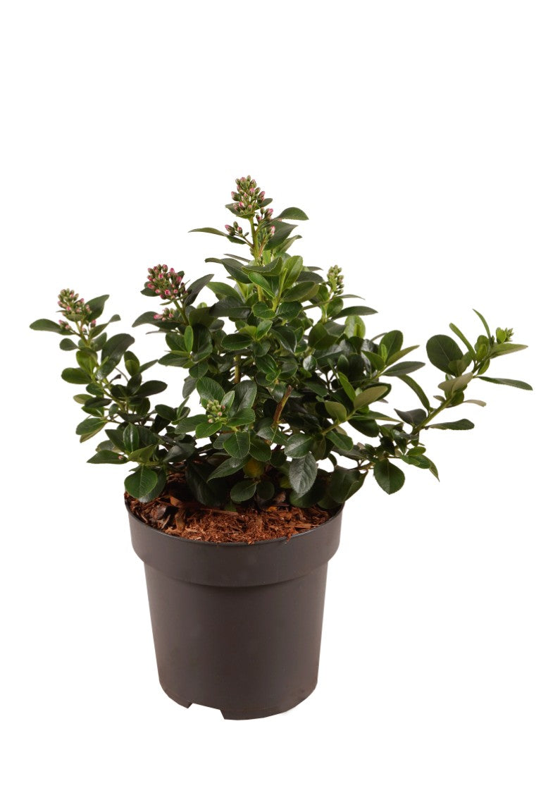Escallonia &