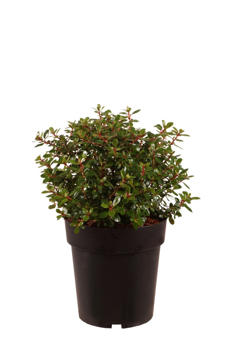 Escallonia &