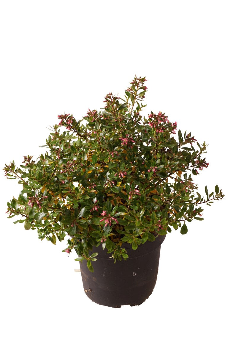 Escallonia &