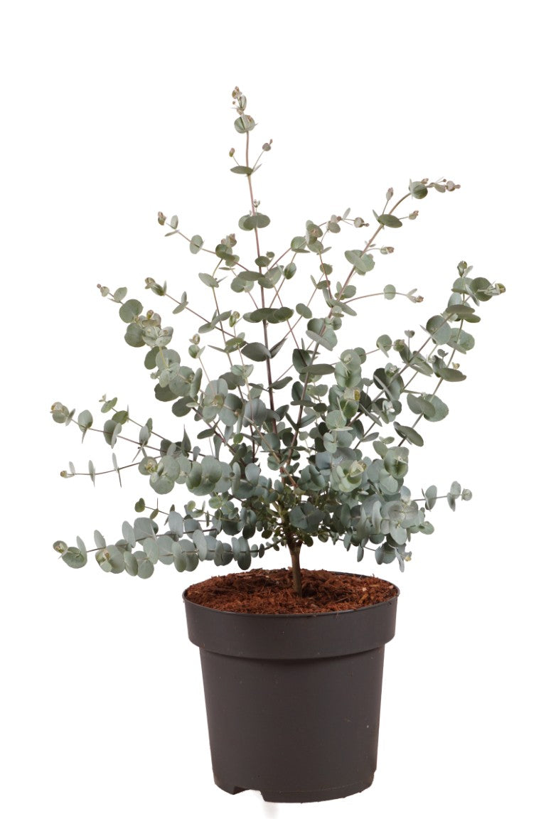 Eukalyptus gunnii &