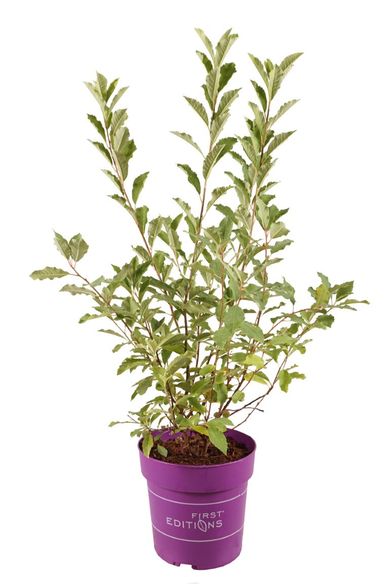 Exochorda macr. &