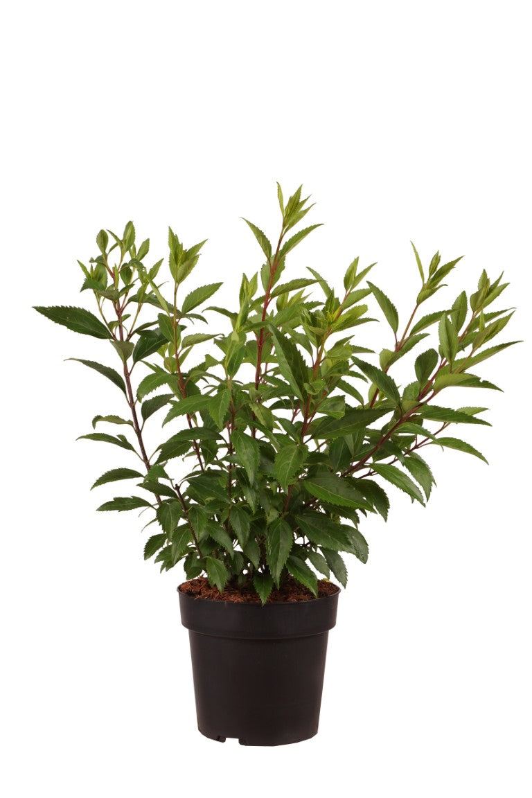 Forsythia int. &