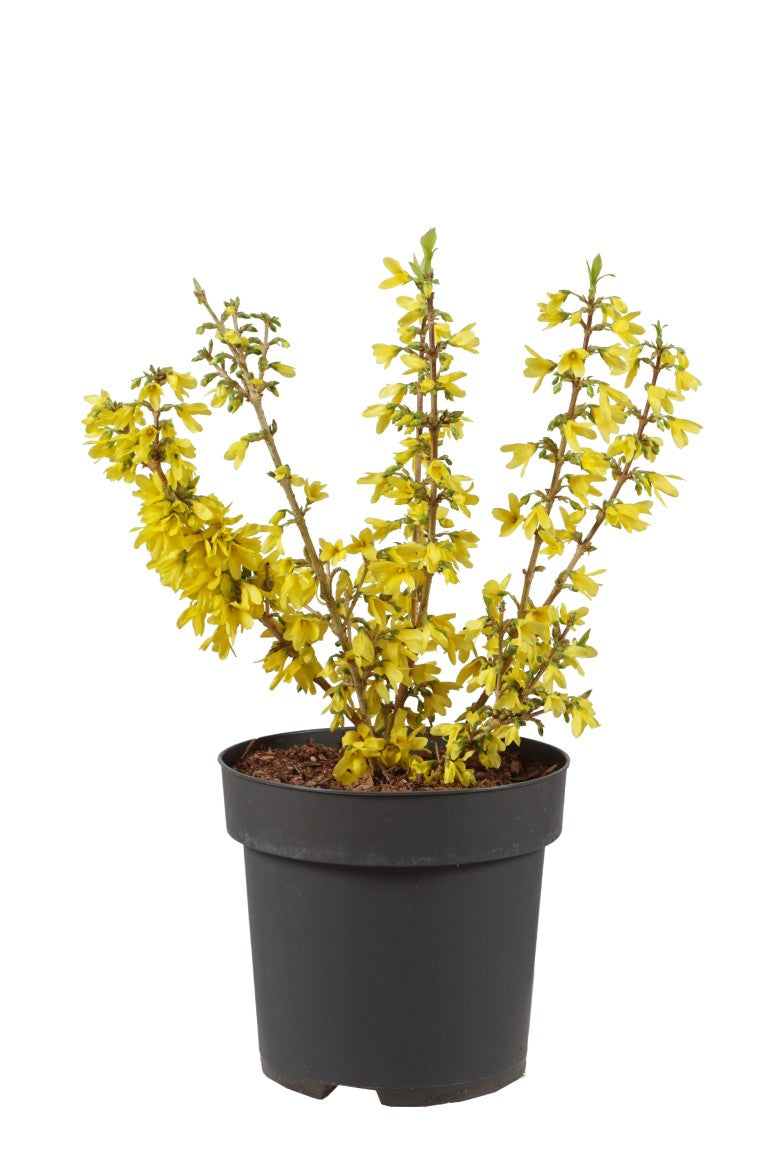 Forsythia int. &