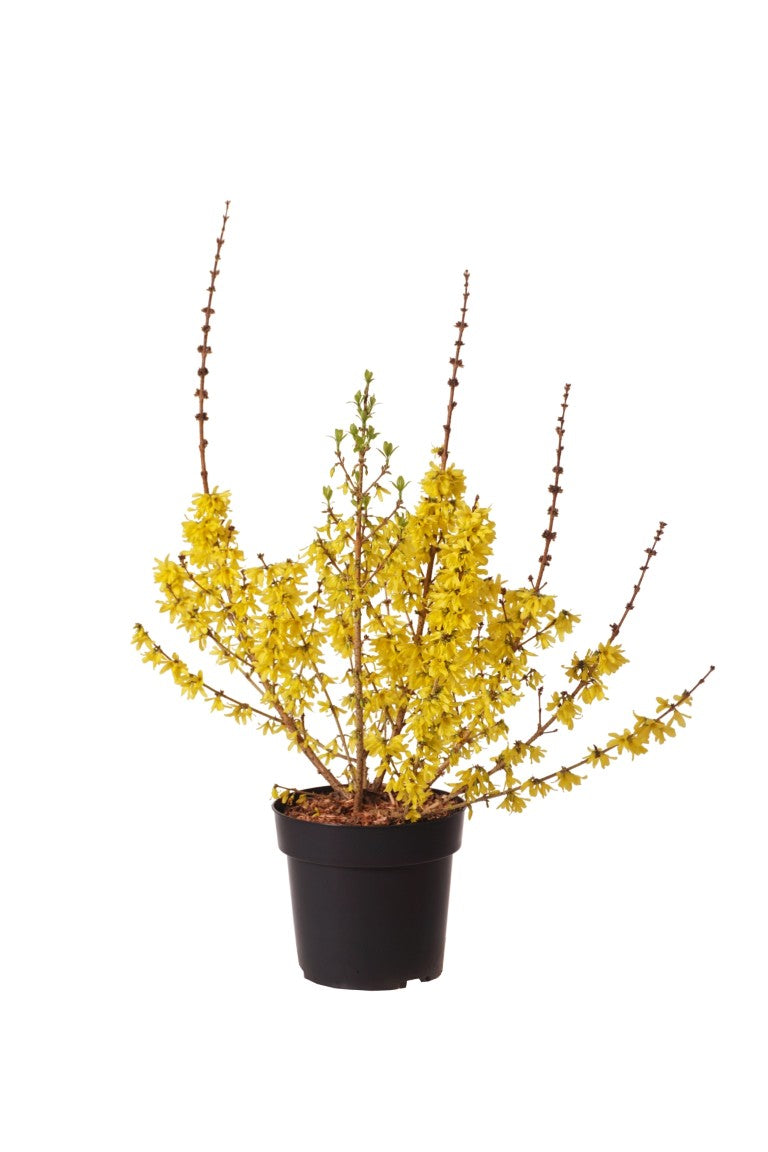 Forsythia int. &