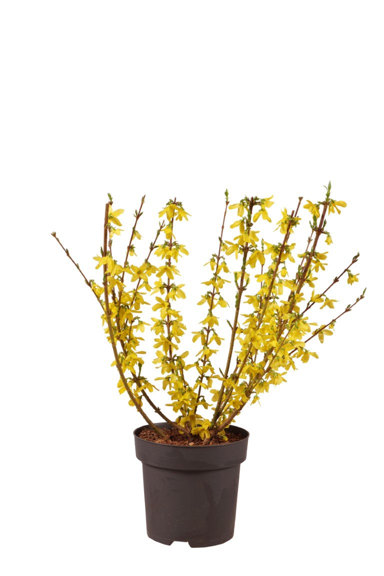 Forsythia int. &