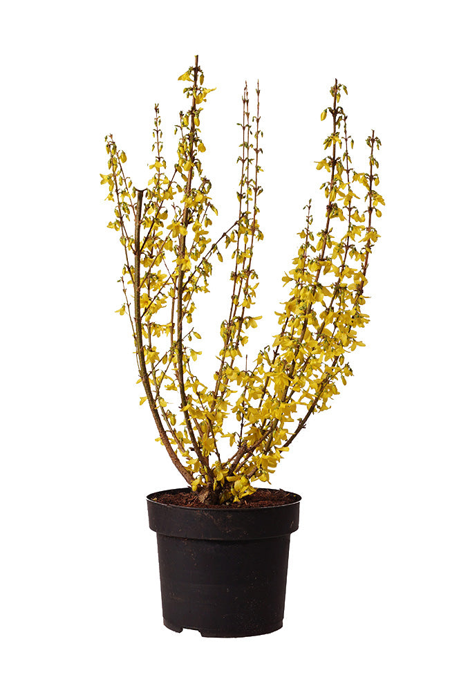 Forsythia int. &