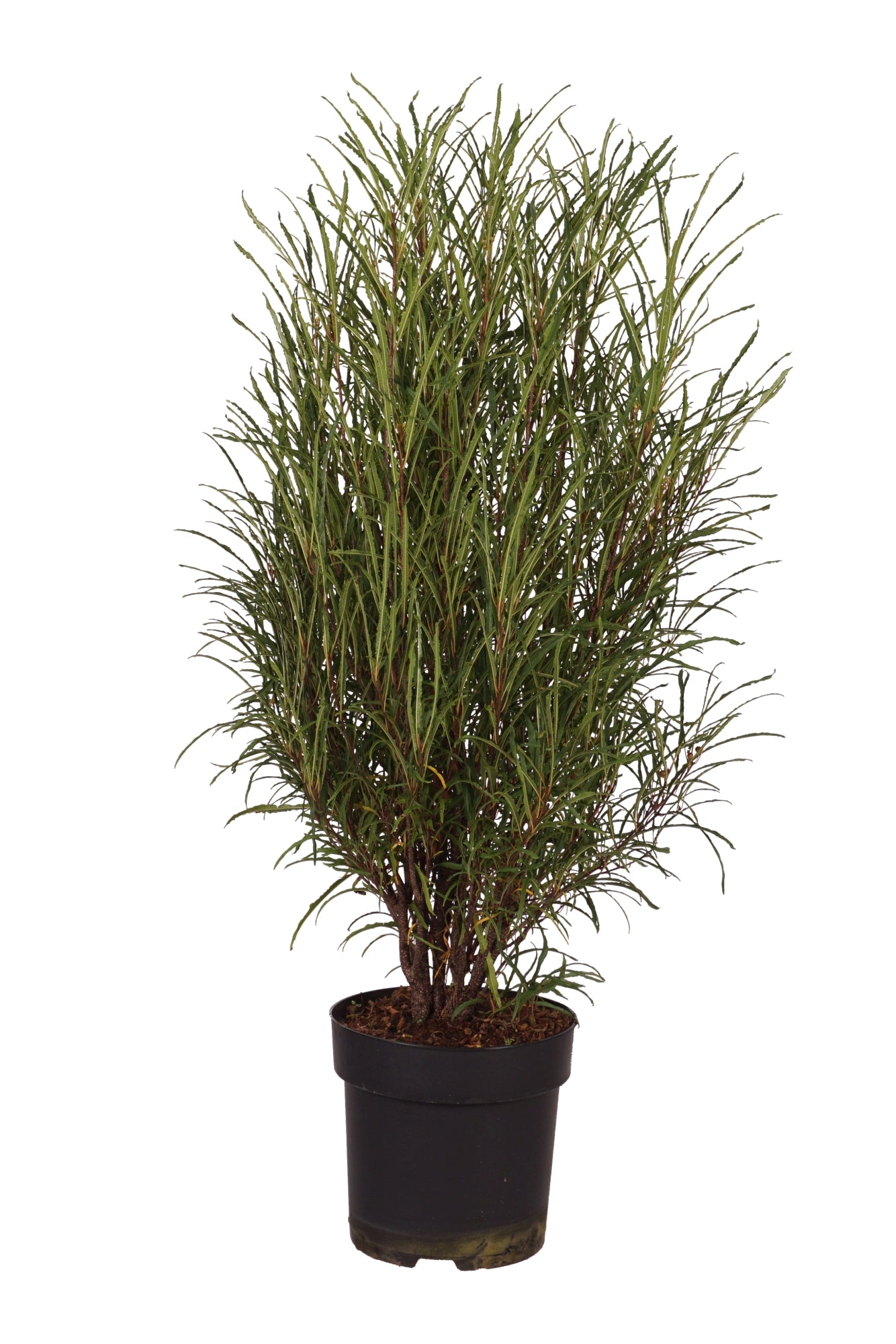 Brakved alnus &