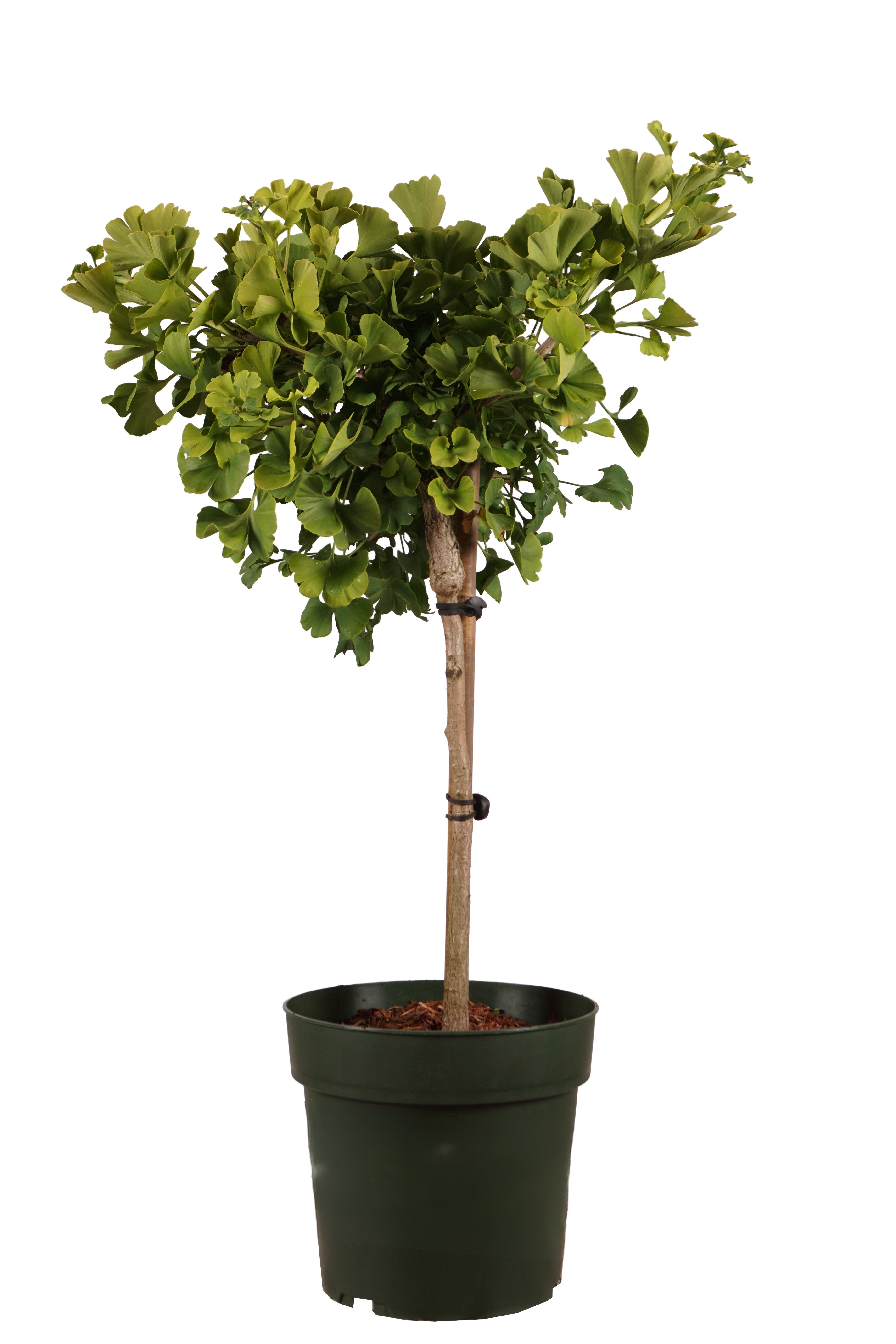Ginkgo biloba &