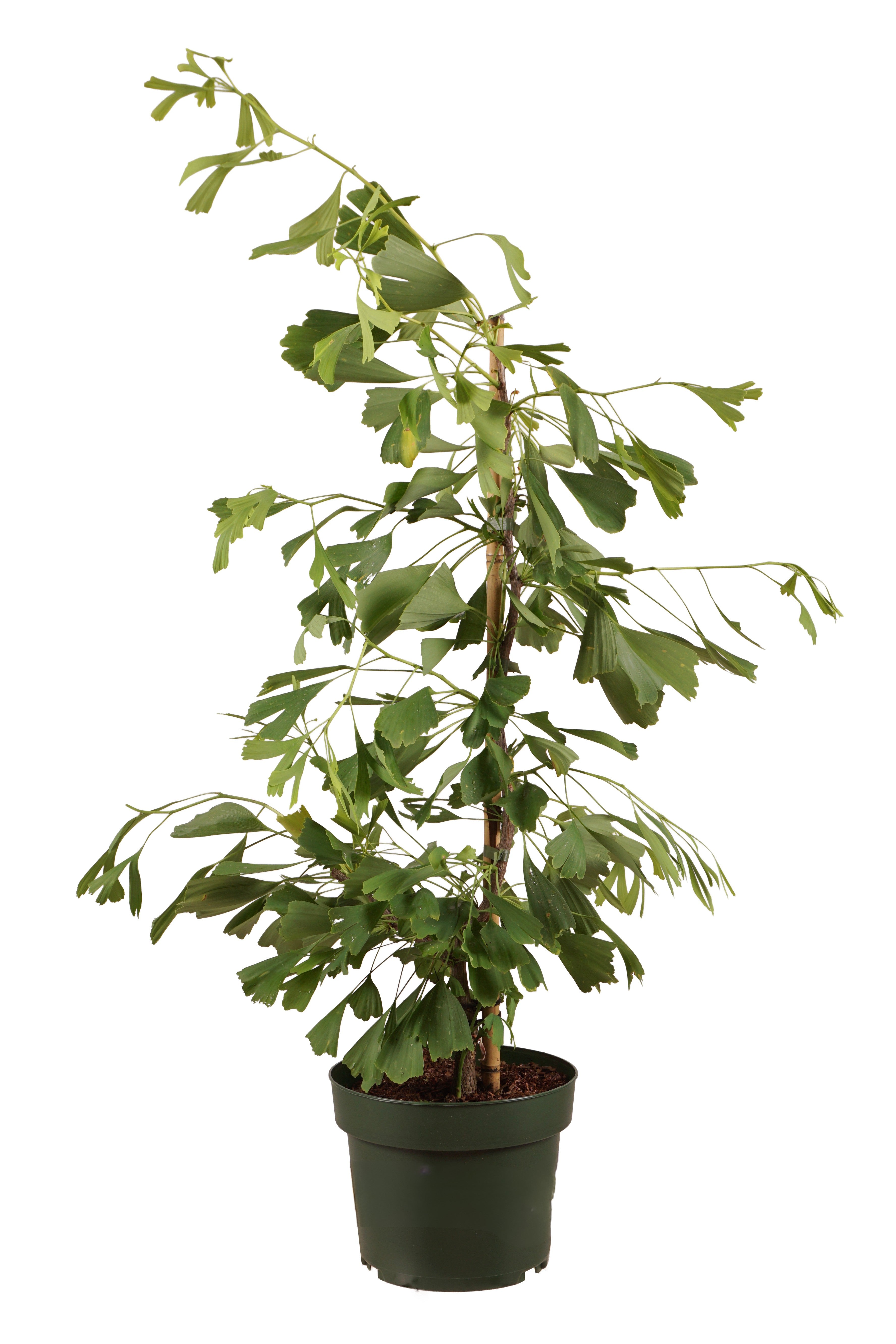 Ginkgo biloba &