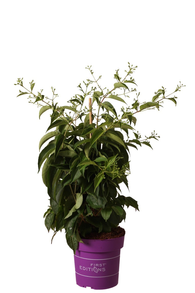 Heptacodium mic. &