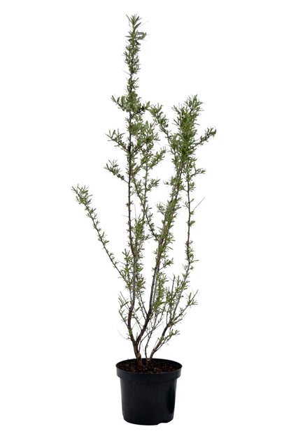 Hippophae rhamn. &