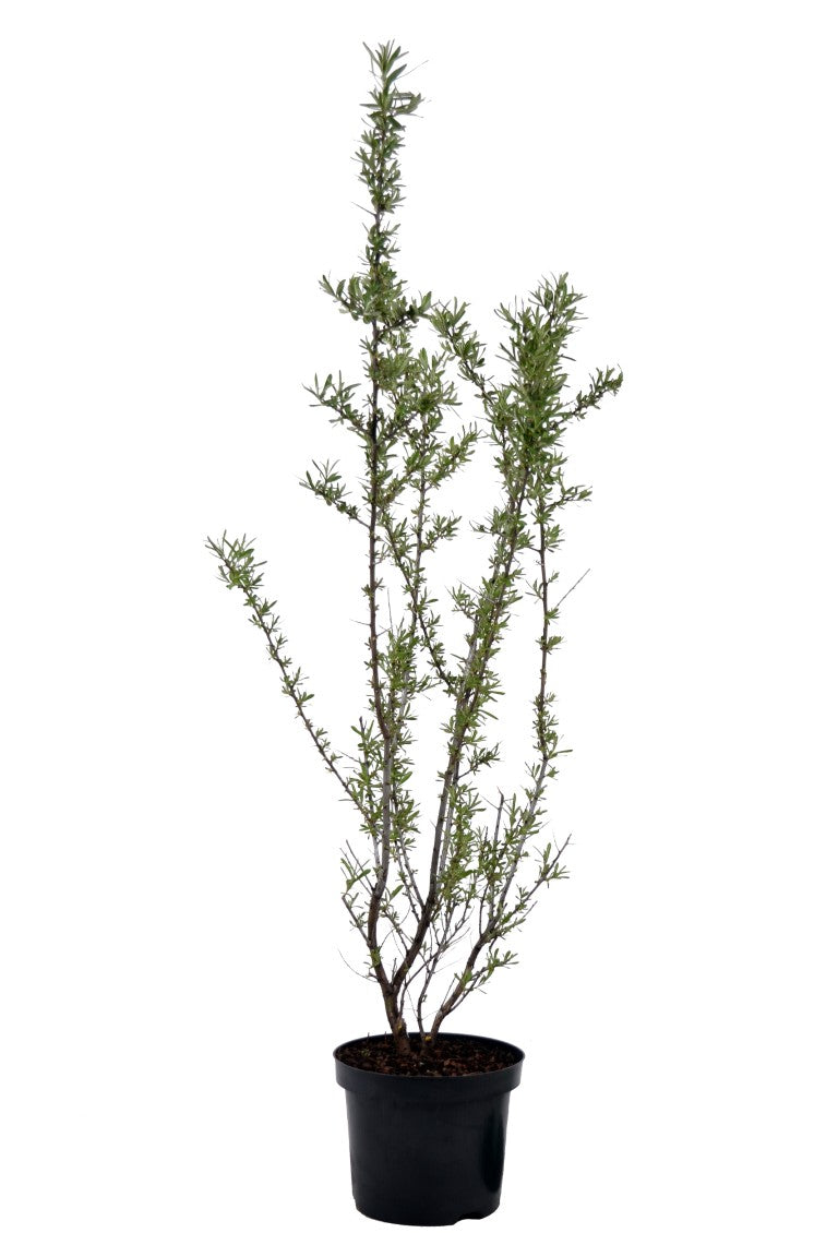 Hippophae rhamn. &