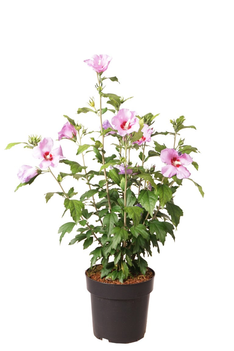 Hibiscus syr. &