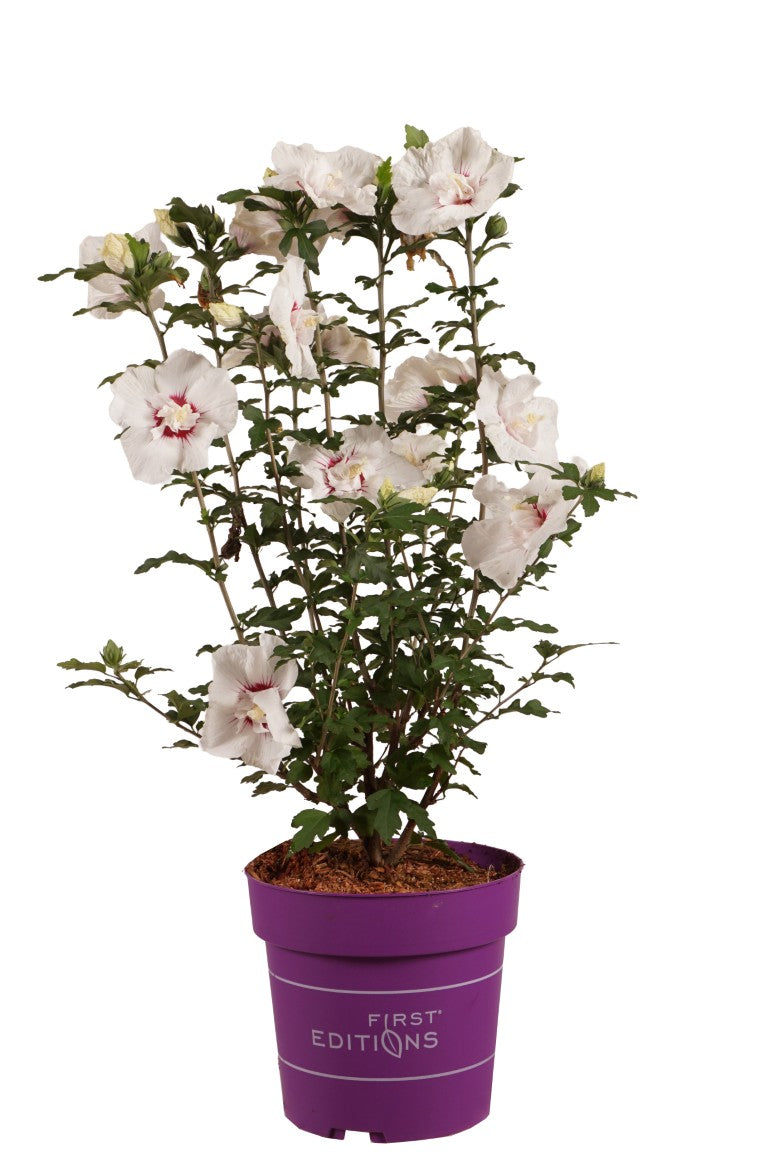 Hibiskus syr. &
