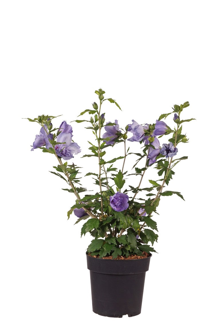 Hibiscus syriacus &