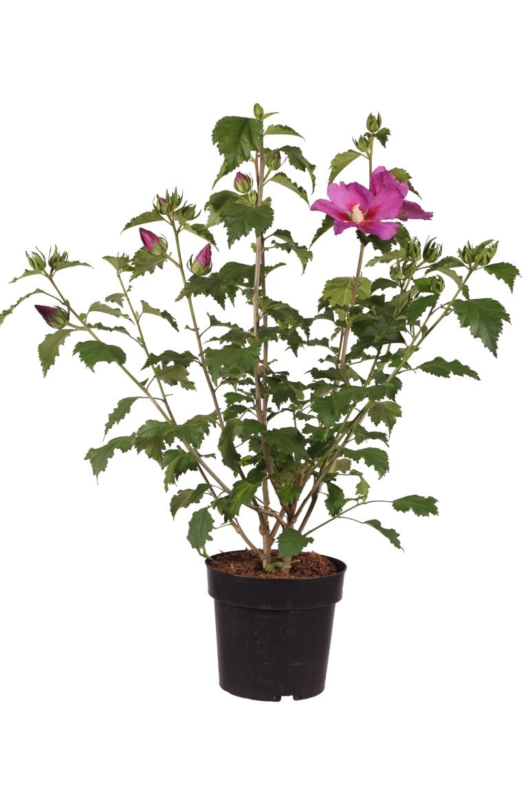 Hibiskus syr. &