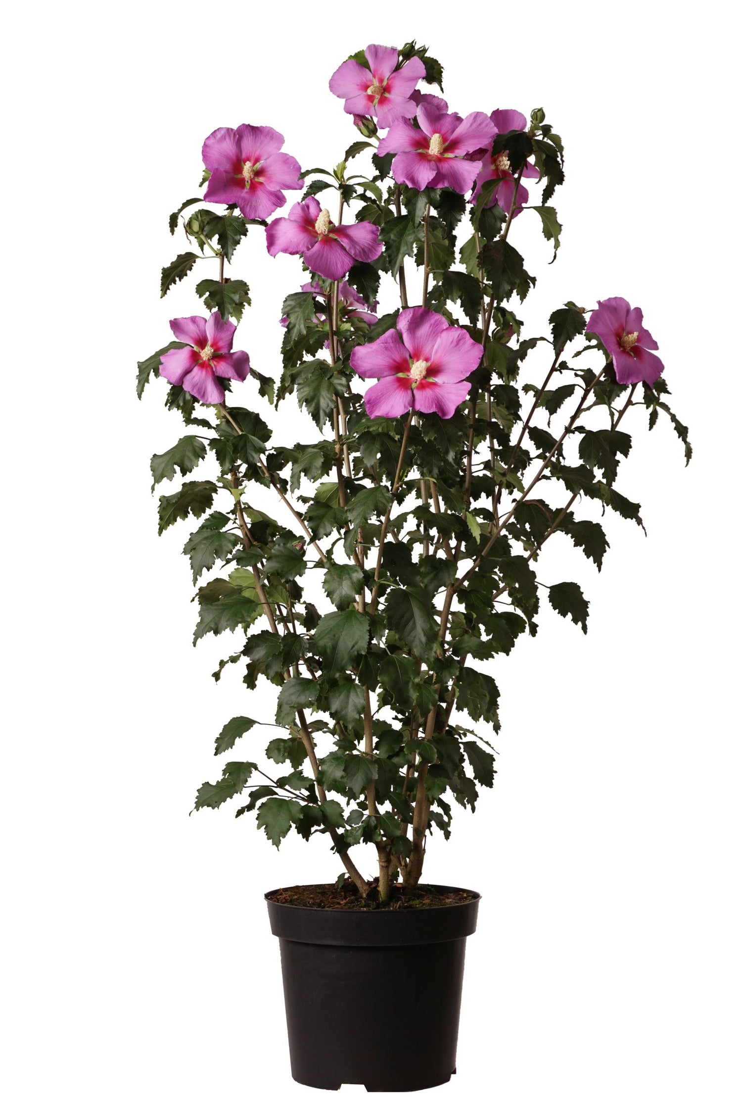 Hibiskus syr. &
