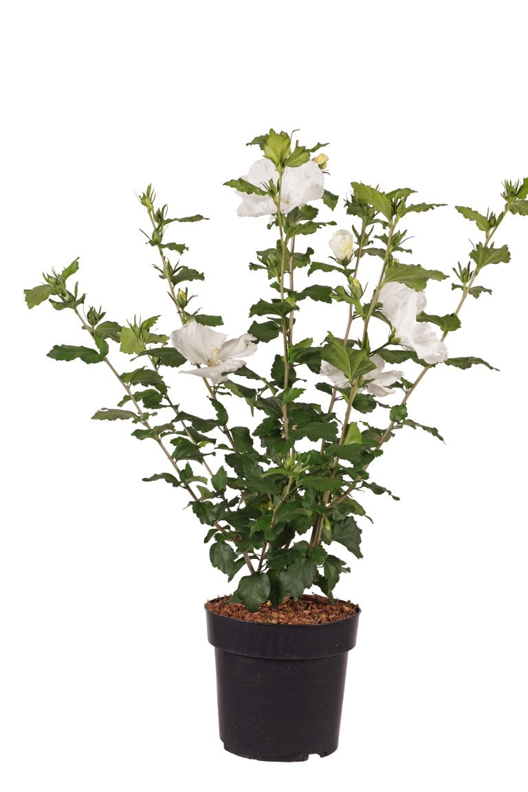 Hibiscus syriacus &