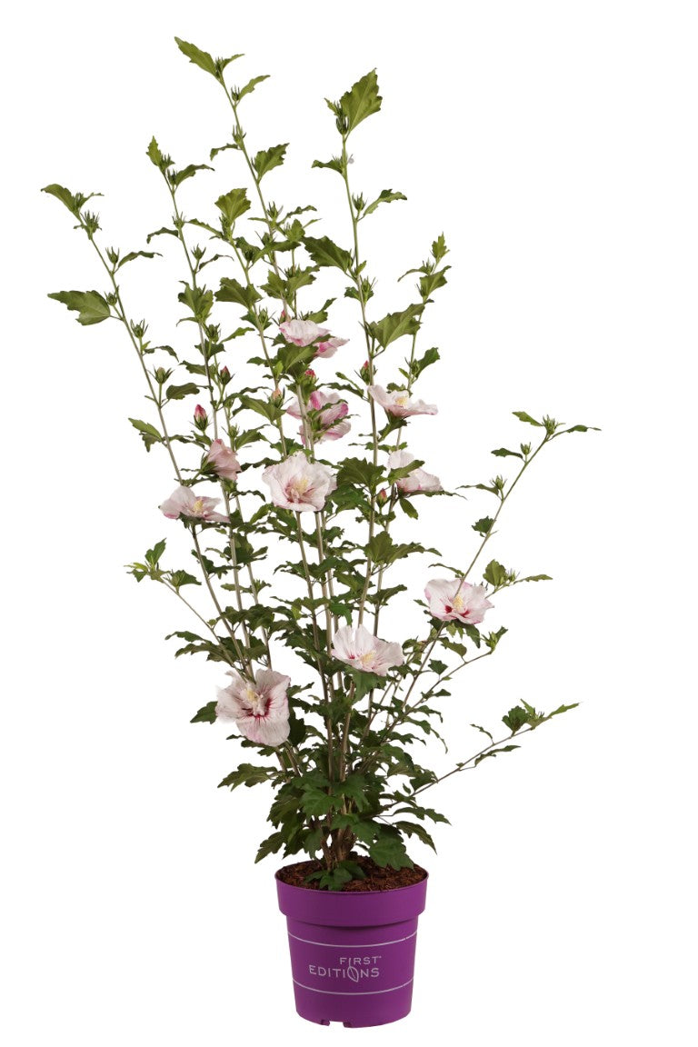 Hibiskus syr. &