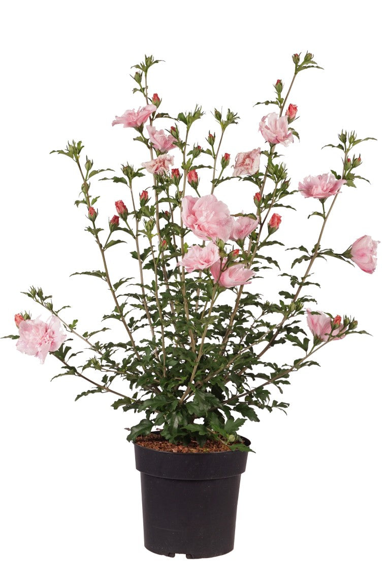 Hibiscus syr. &