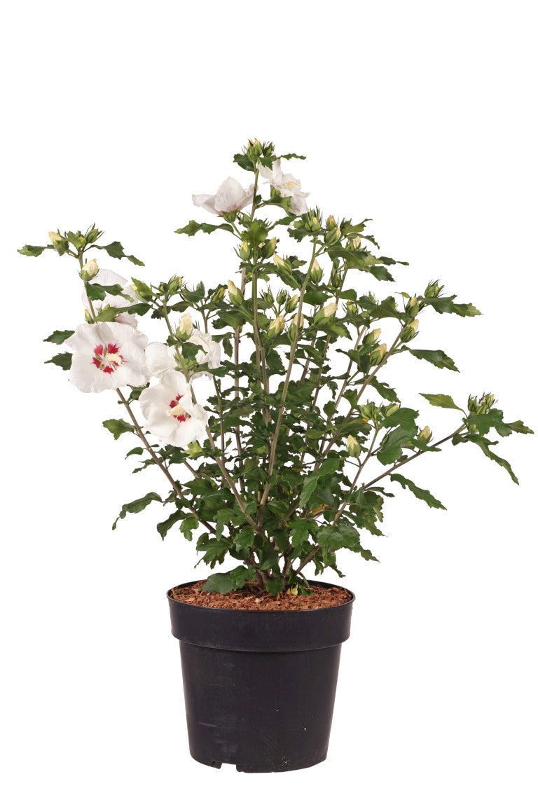 Hibiskus syr. &