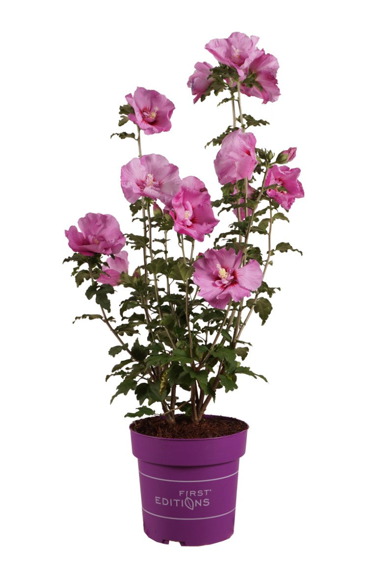 Hibiskus syr. &