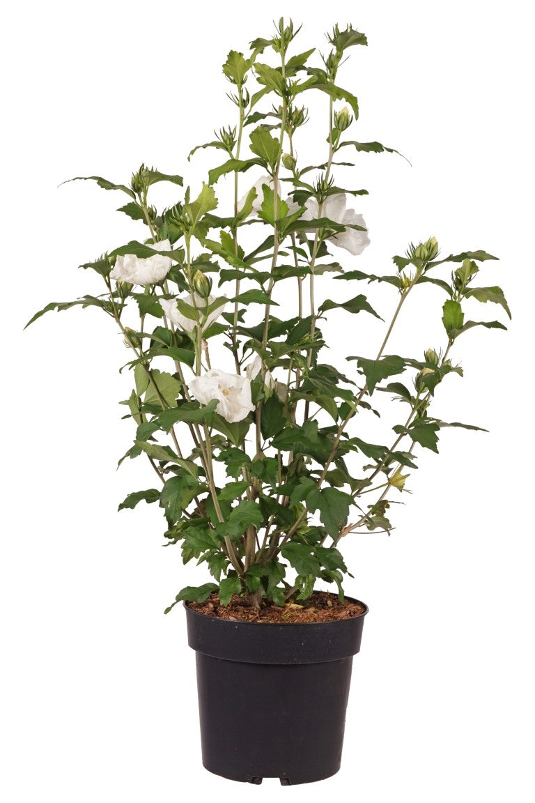 Hibiscus syriacus &