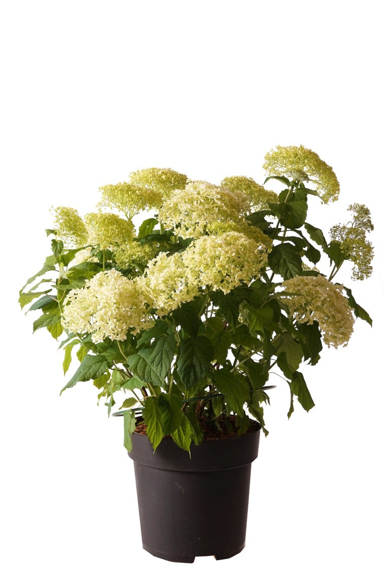 Hortensia arb. &