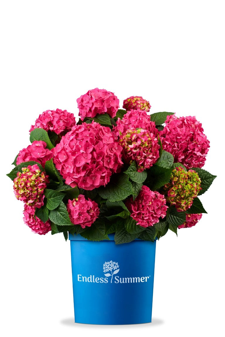 Hortensia Endless Sum. Pop Star® Pink - C5/P23