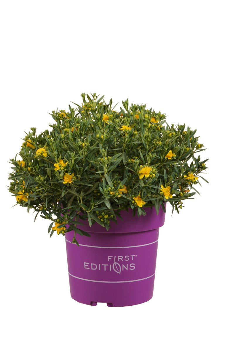 Hypericum kalm. &