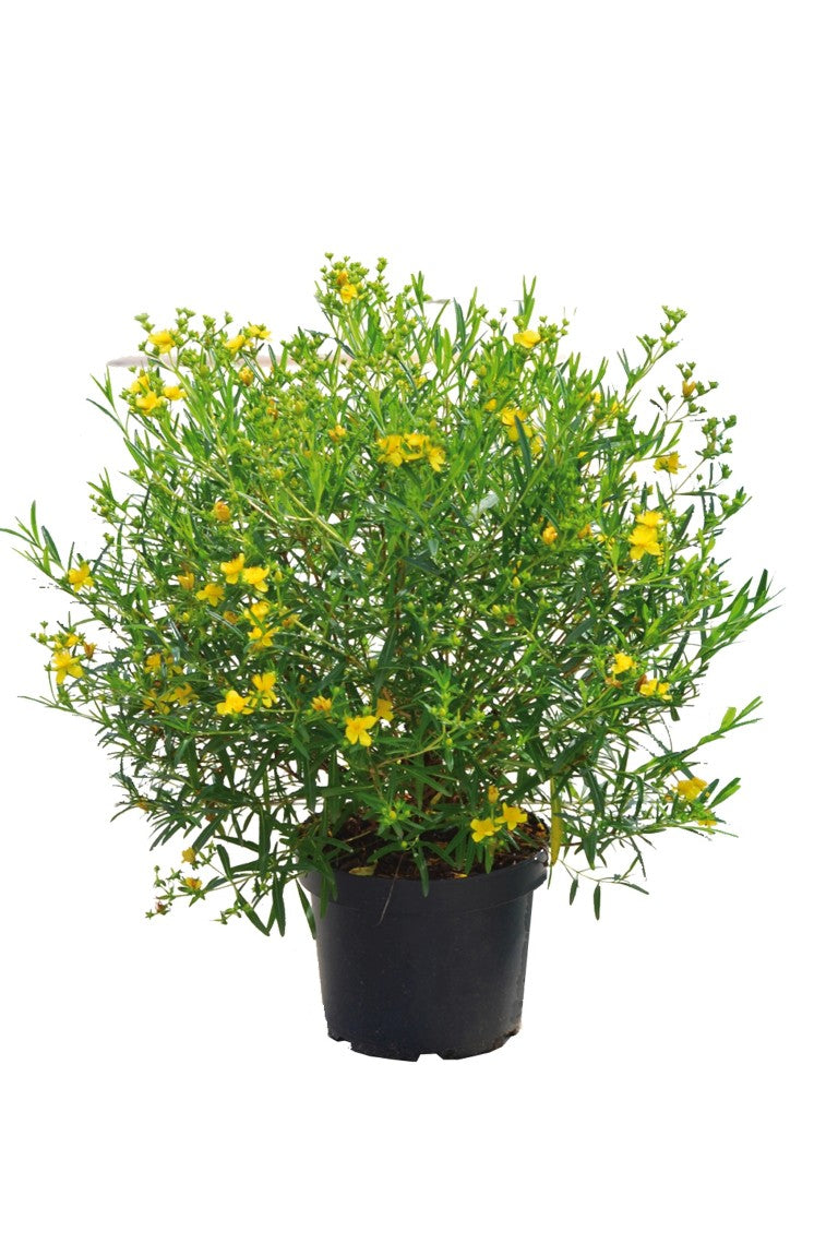Hypericum kalm. &