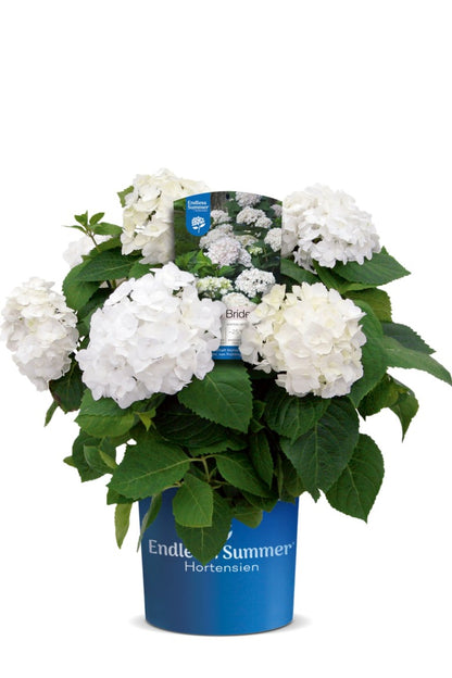 Hydrangea Endless Sum. The Bride® White C5 (5 liters kruka)