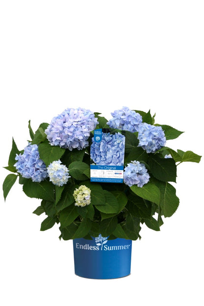 Hydrangea Endless Sum. The Original® Blue C5 (5 liters kruka)