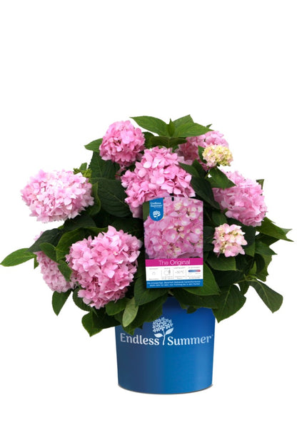 Hydrangea Endless Summer &