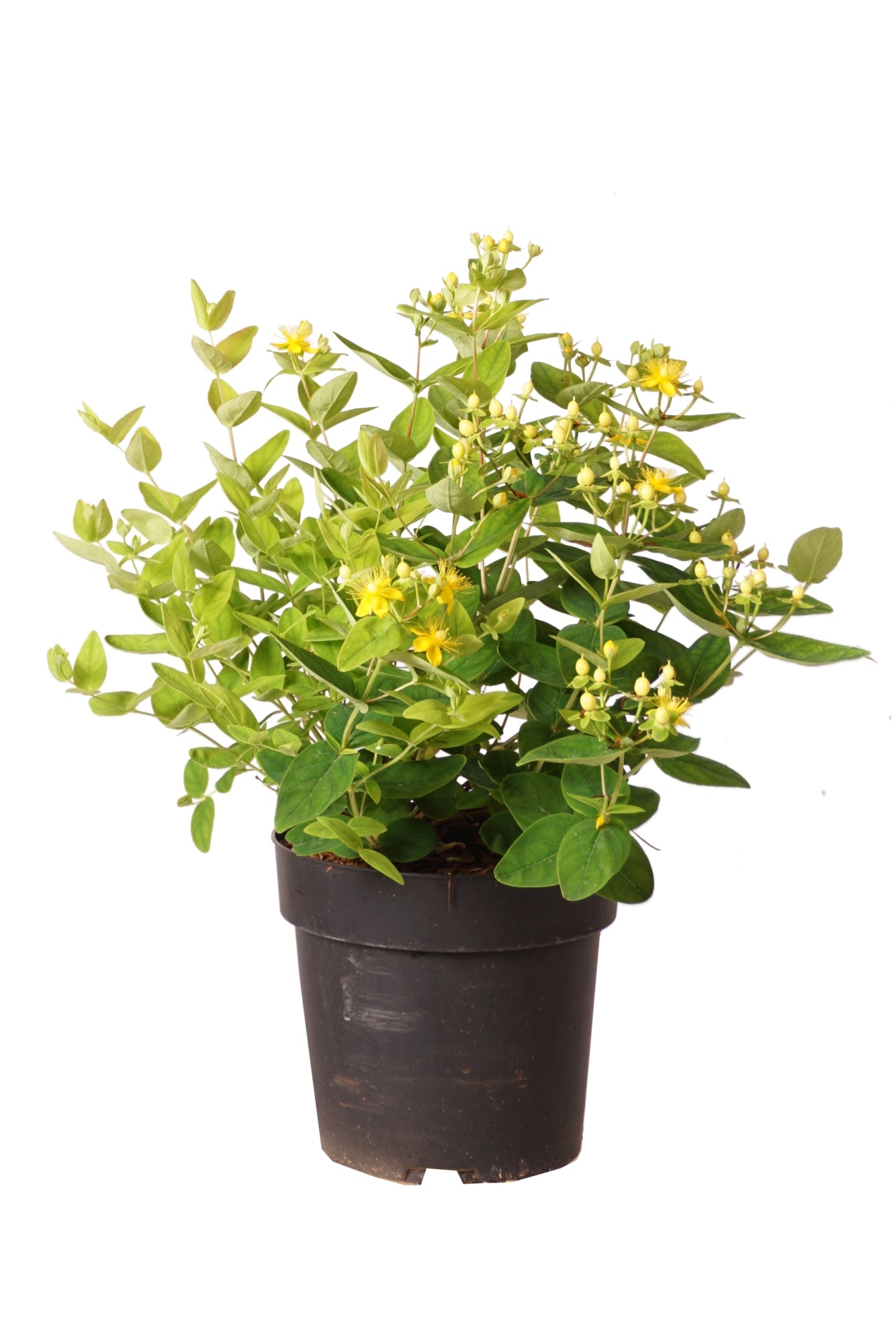 Hypericum &