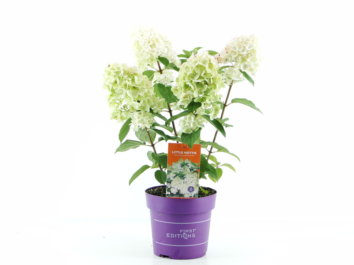 Hortensia pan. &