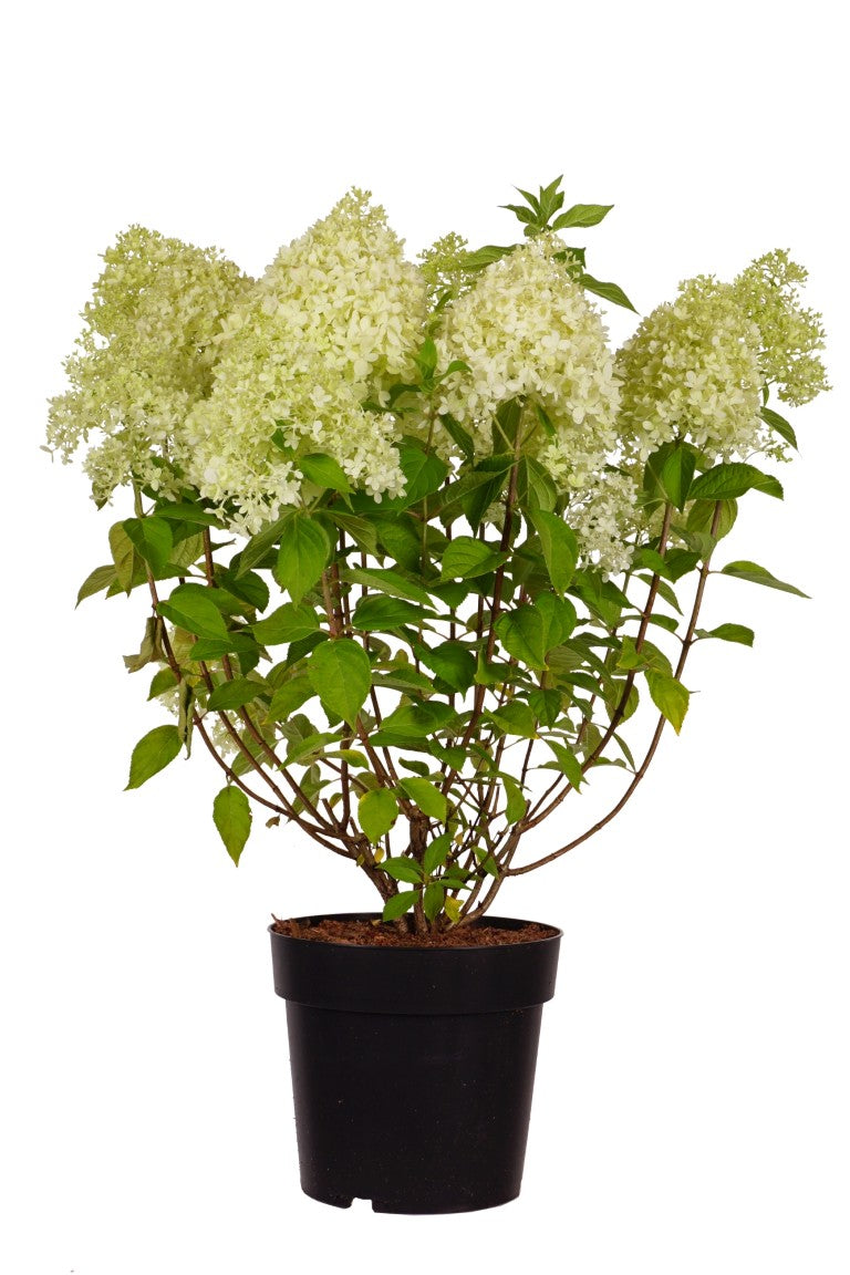 Hortensia pan. &